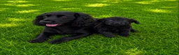 Cocker Spaniel dogs for sale: Cocker spaniel in London - Advert 1