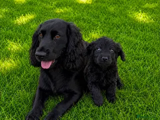 Cocker Spaniel dogs Cocker spaniel - Advert 3