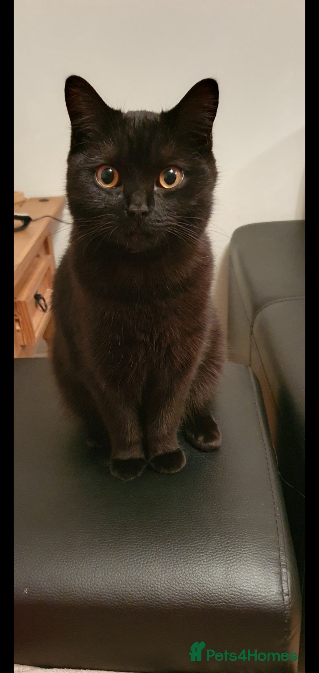 Mixed Breed cats for sale: Girl  - Image 4