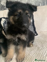 German Shepherd dogs - Advert 11