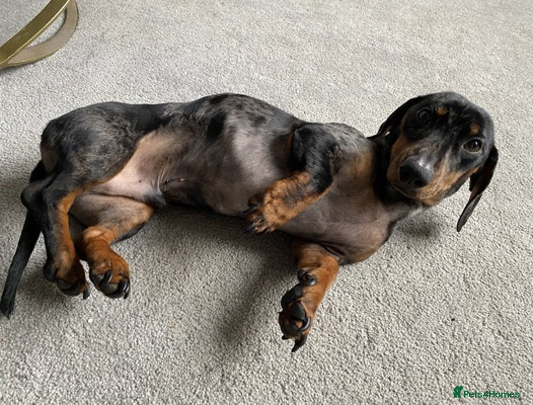 Miniature Dachshund dogs for sale: Brave miniature Dachshund - Advert 1