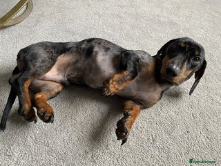 Miniature Dachshund dogs Brave miniature Dachshund - Advert 1