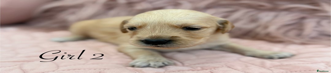 Golden Retriever Puppy 6
