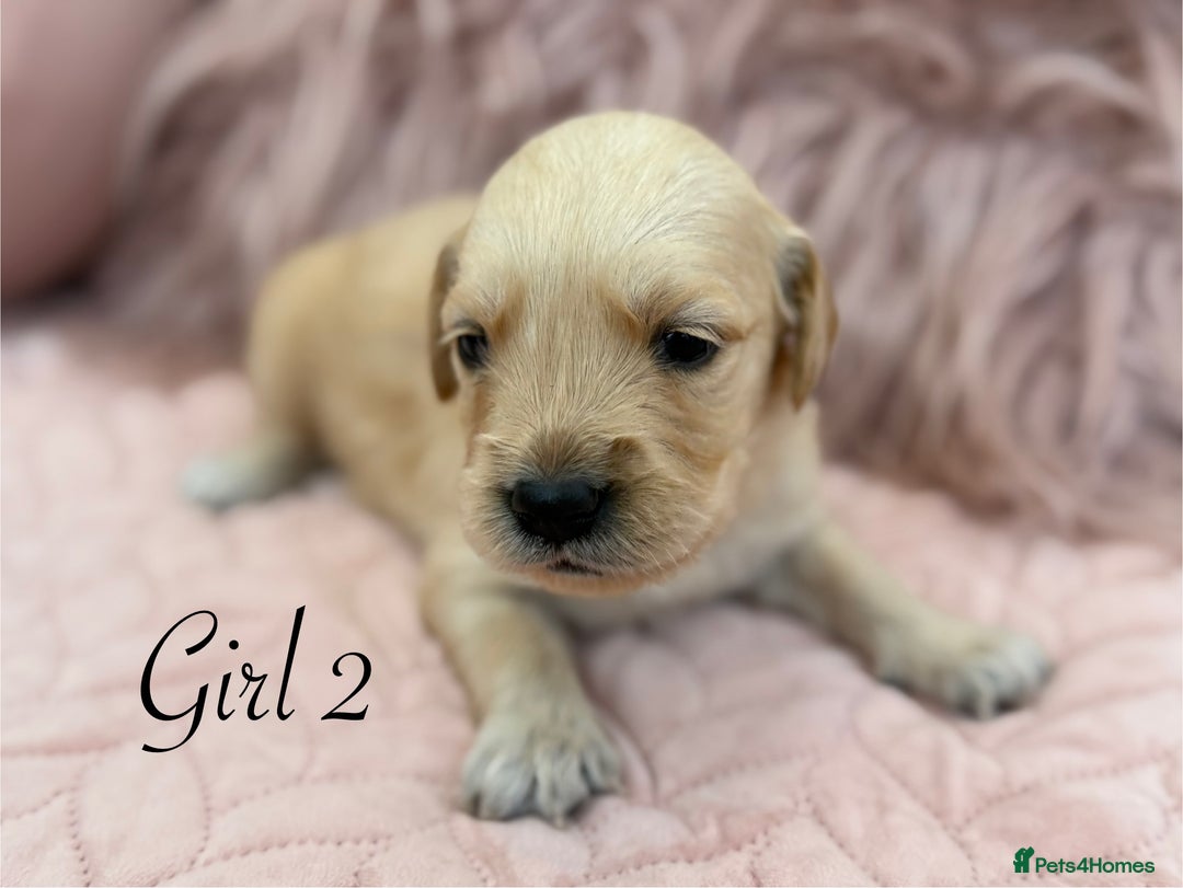 Golden Retriever dogs for sale: Beautiful GR Puppies – No Expense Spared! - Image 14