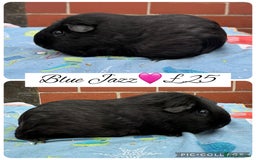 Guinea Pig rodents for sale: Female guinea pigs  - Image 2