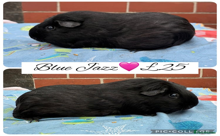 Guinea Pig rodents - Advert 2