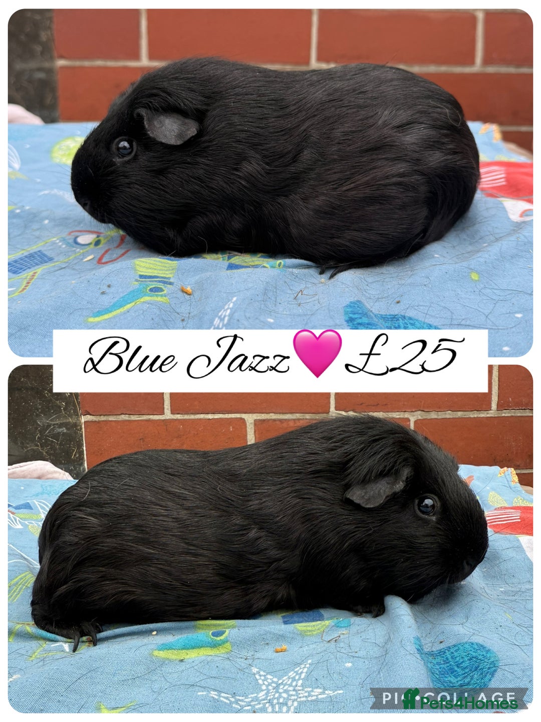 Guinea Pig rodents for sale: Female guinea pigs  - Image 2