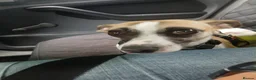 Italian Greyhound dogs for adoption: Penny seeks forever home  - Advert 2
