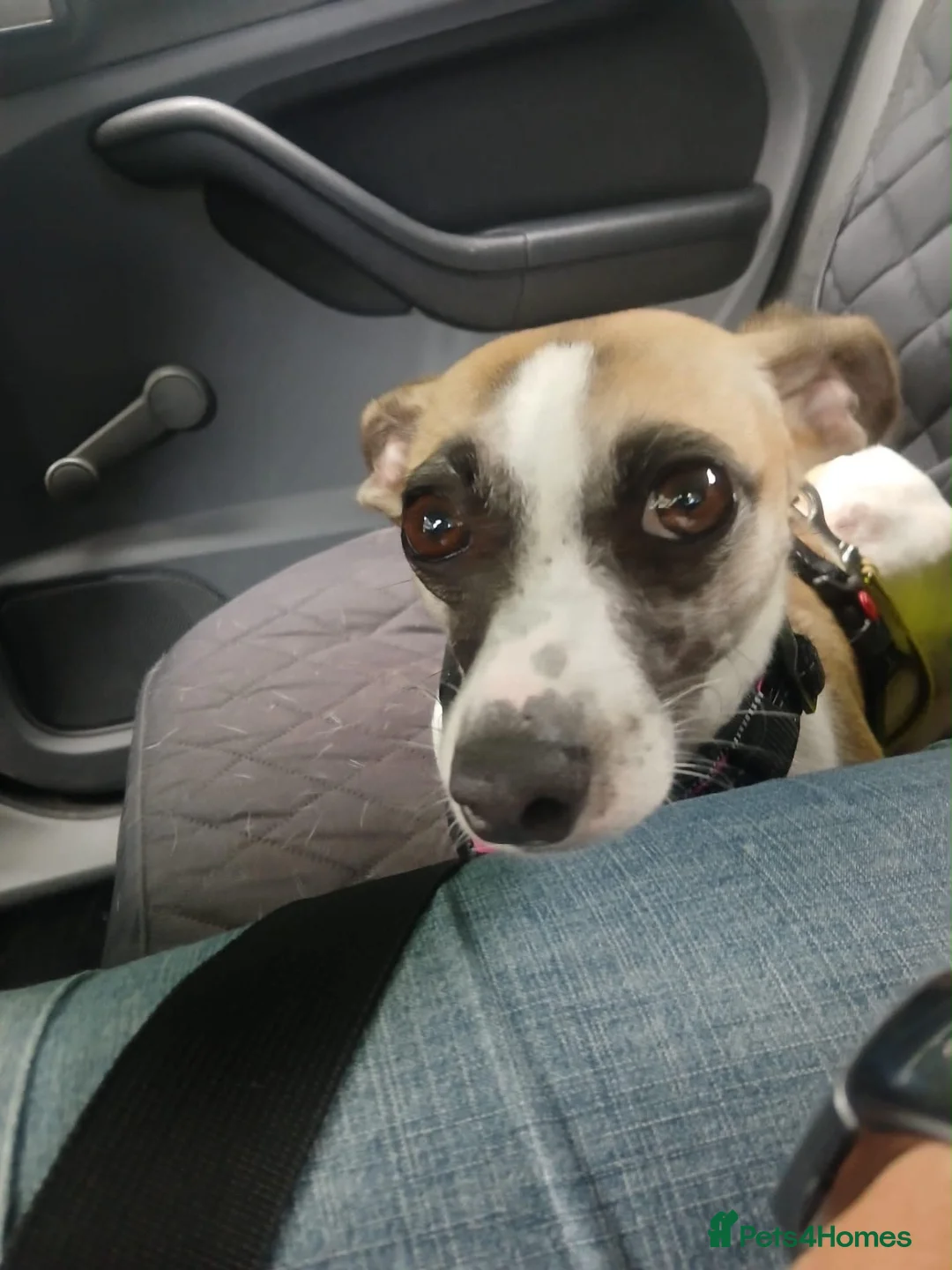 Italian Greyhound dogs for adoption: Penny seeks forever home  - Advert 2