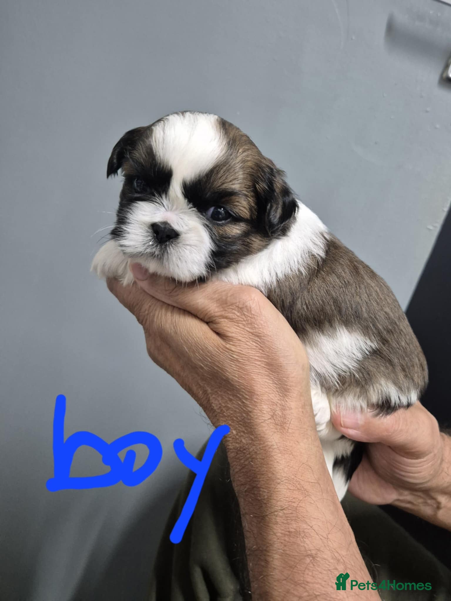 Shih Tzu dogs 8 ShihTzu Puppies for new homes - Advert 1