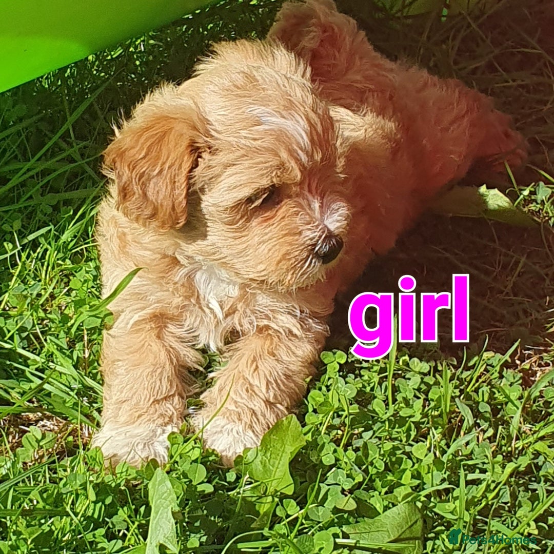 Maltipoo dogs for sale: F1 toy multipoo puppies - Image 13