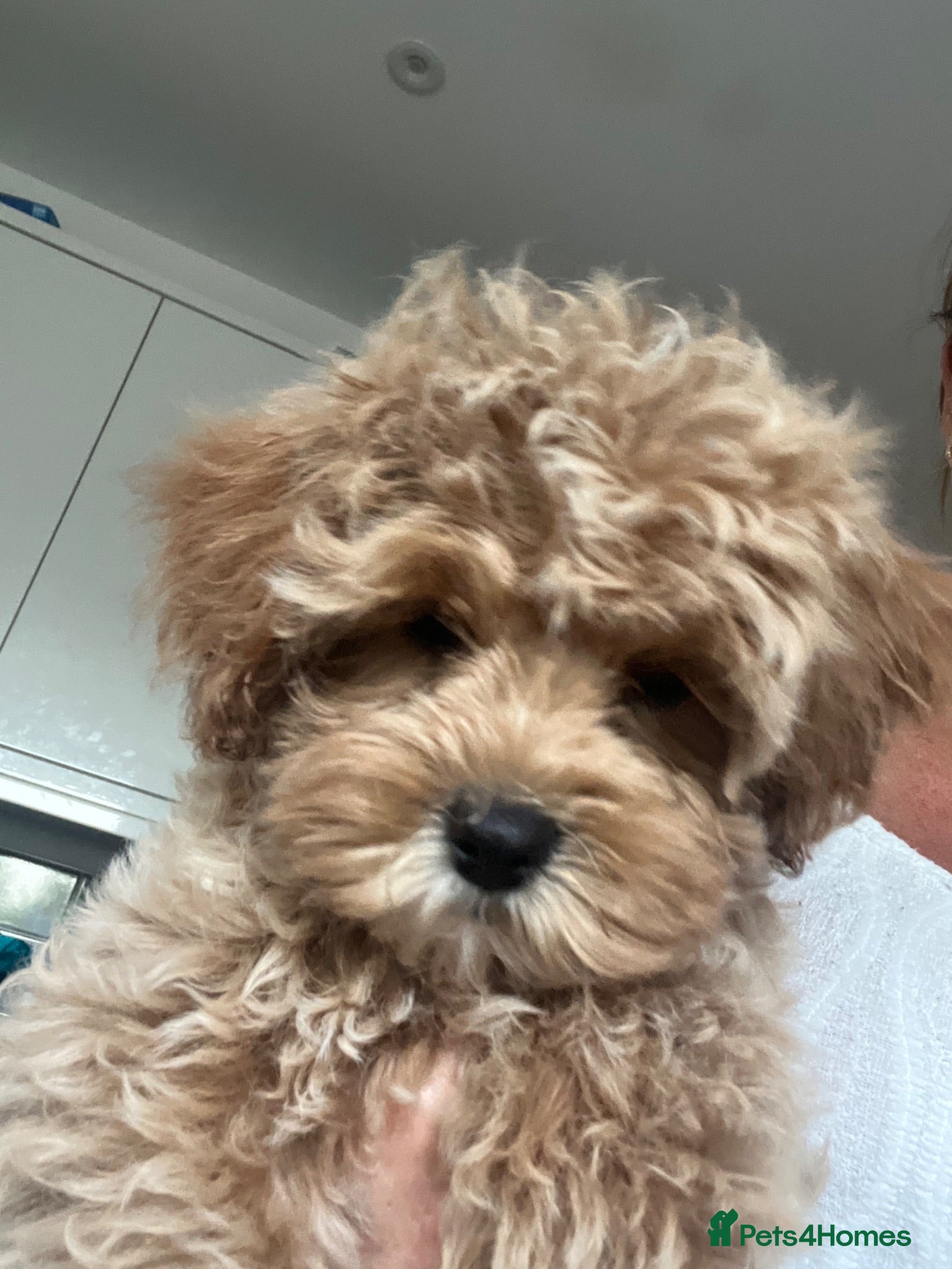 Maltipoo dogs Adorable Malshipoo puppies  - Advert 1
