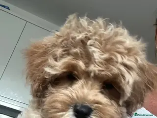 Maltipoo dogs Adorable Malshipoo puppies - Advert 1