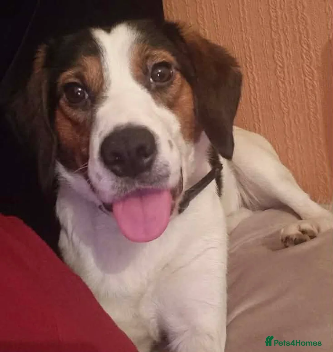 Mixed Breed dogs for sale: 2 year old beagle x collie looking for home  - Advert 7