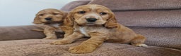 Cocker Spaniel dogs for sale: Golden Cocker Spaniel puppies (boy available) - Advert 5