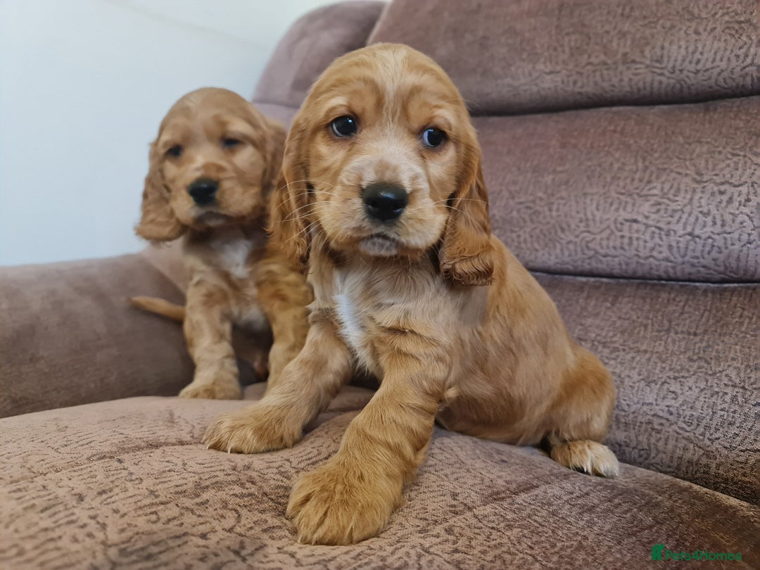 Cocker Spaniel dogs for sale: Golden Cocker Spaniel puppies (boy available) - Advert 5