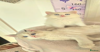 Ragdoll cats - Advert 5