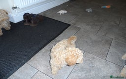 Cavapoo dogs for sale: Quality F1B Cavapoo puppies health tested  - Image 6