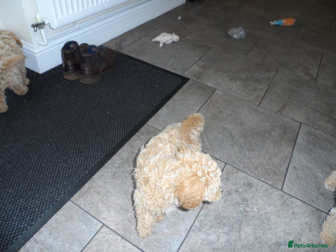 Cavapoo dogs for sale: Quality F1B Cavapoo puppies health tested  - Image 6