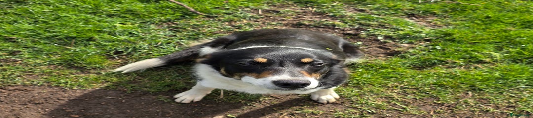 Border Collie Puppy 1