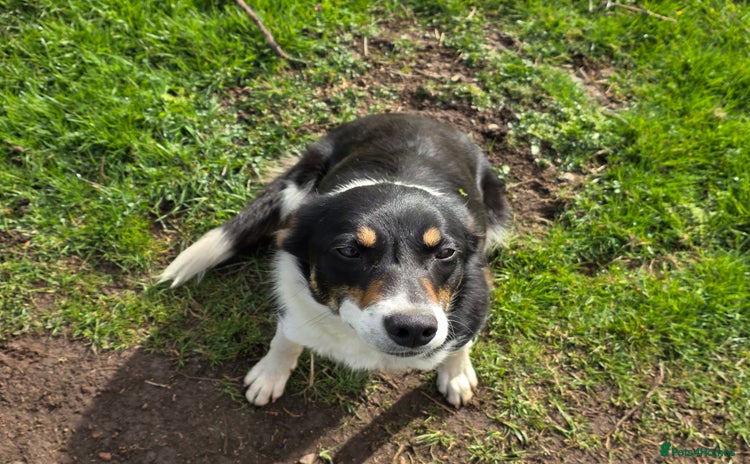 Border Collie dogs - Advert 1