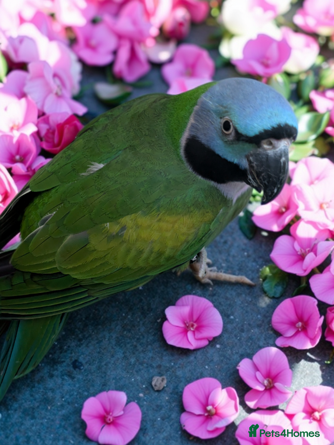 Parakeets birds for sale: Chinese Parakeet Derbyan Parakeet friendly - Advert 22