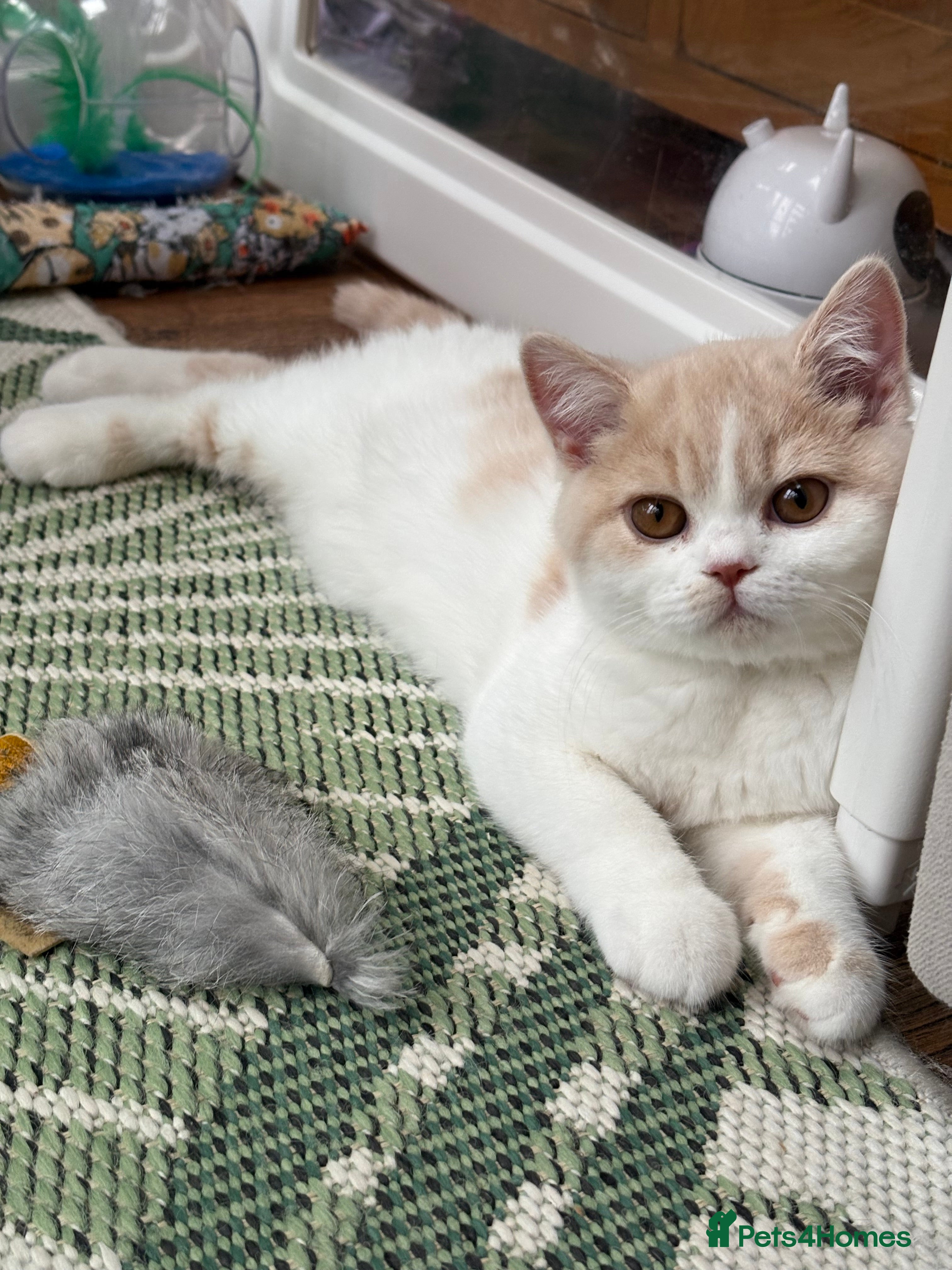 British Shorthair cats Gccf registered bsh kittens-2 left -ready now - Advert 10