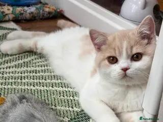 British Shorthair cats Gccf registered bsh kittens-2 left -ready now - Advert 10