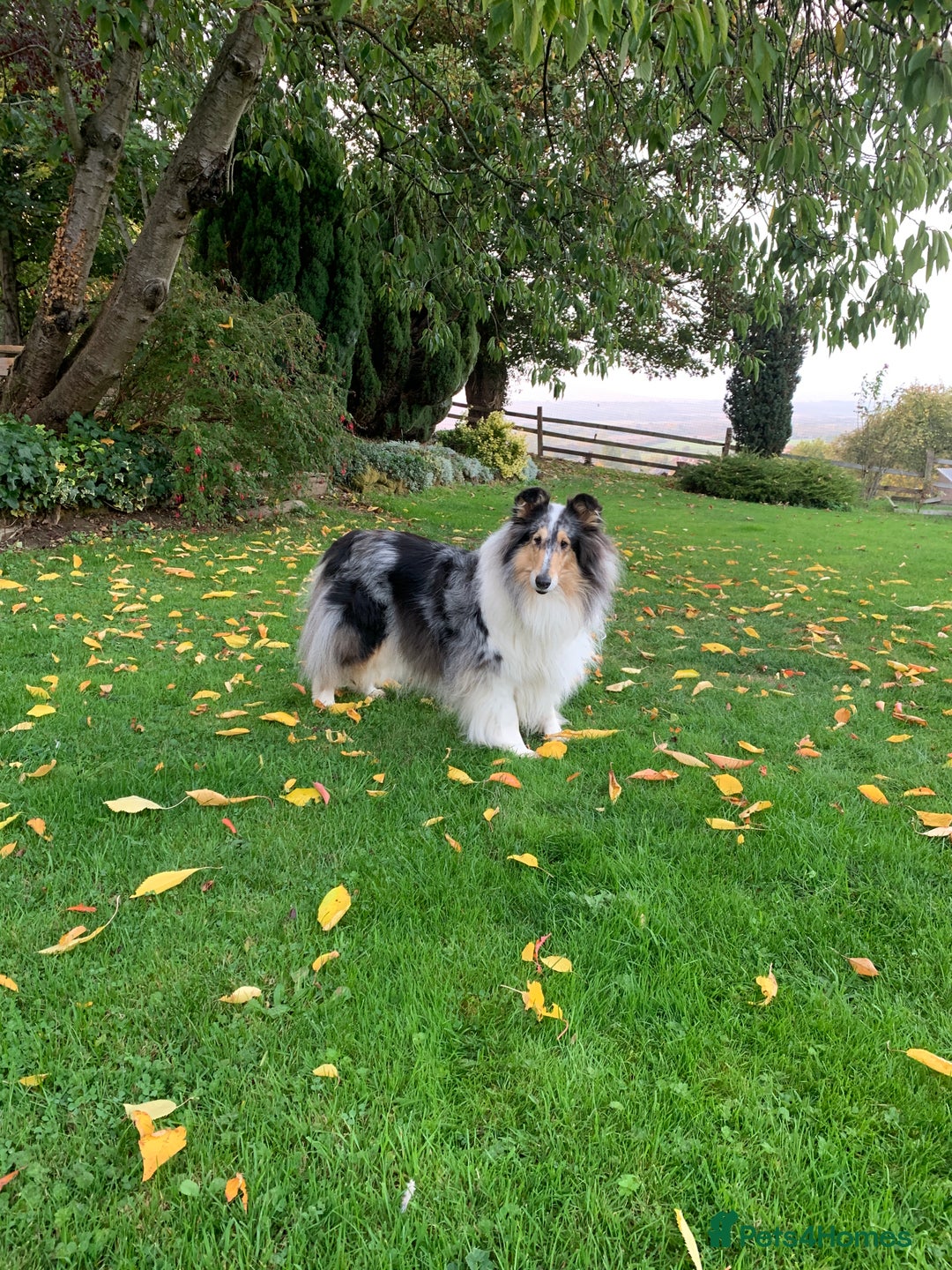 Rough Collie dogs for sale: Rough Collie lady - Advert 1