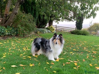 Rough Collie dogs Rough Collie lady - Advert 17