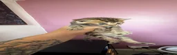 Bengal cats for sale: Beautiful bengal kittens 🐾🐾🐾 - Advert 9