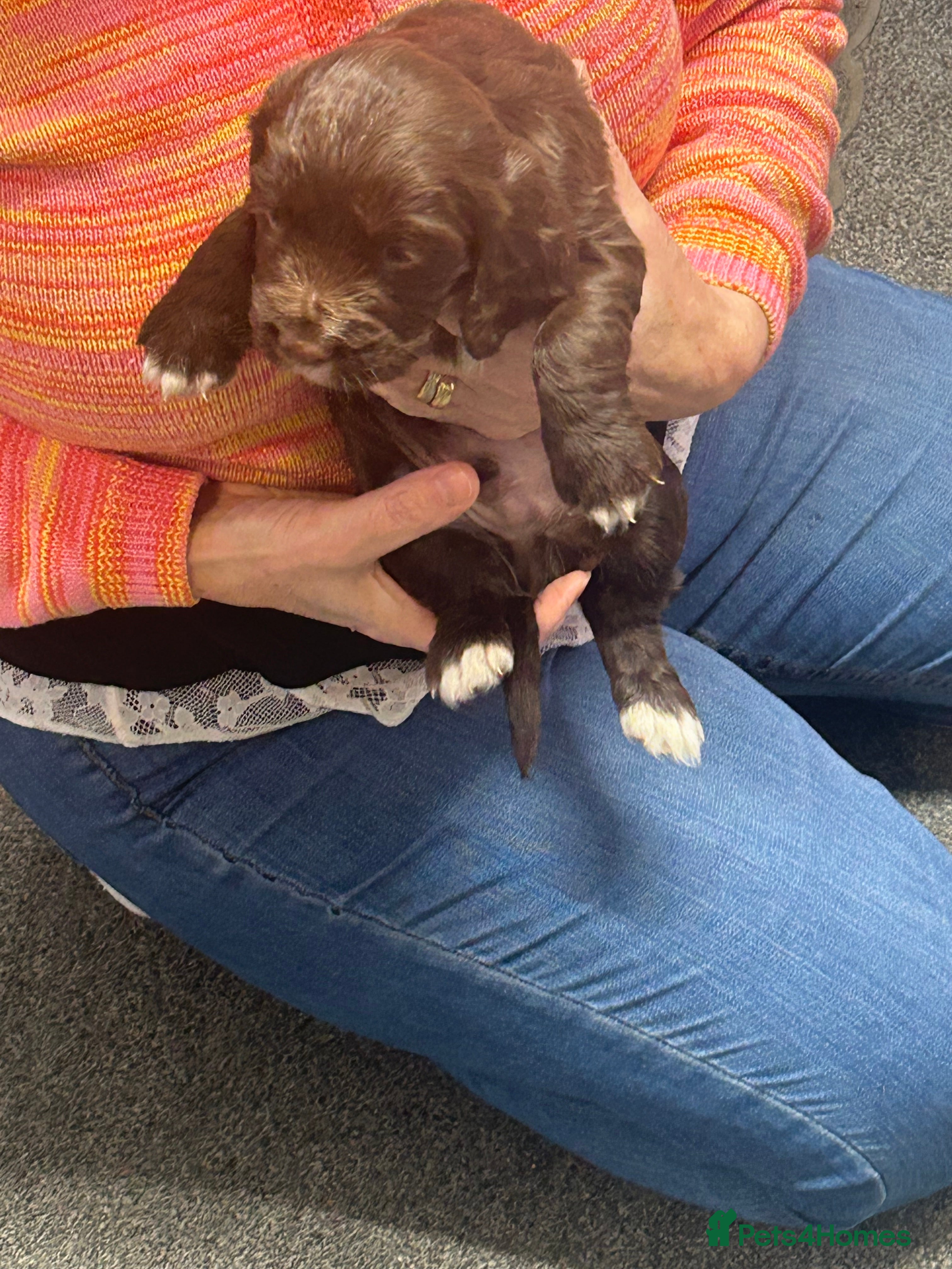 Cocker Spaniel dogs Working cocker spaniels - Advert 12