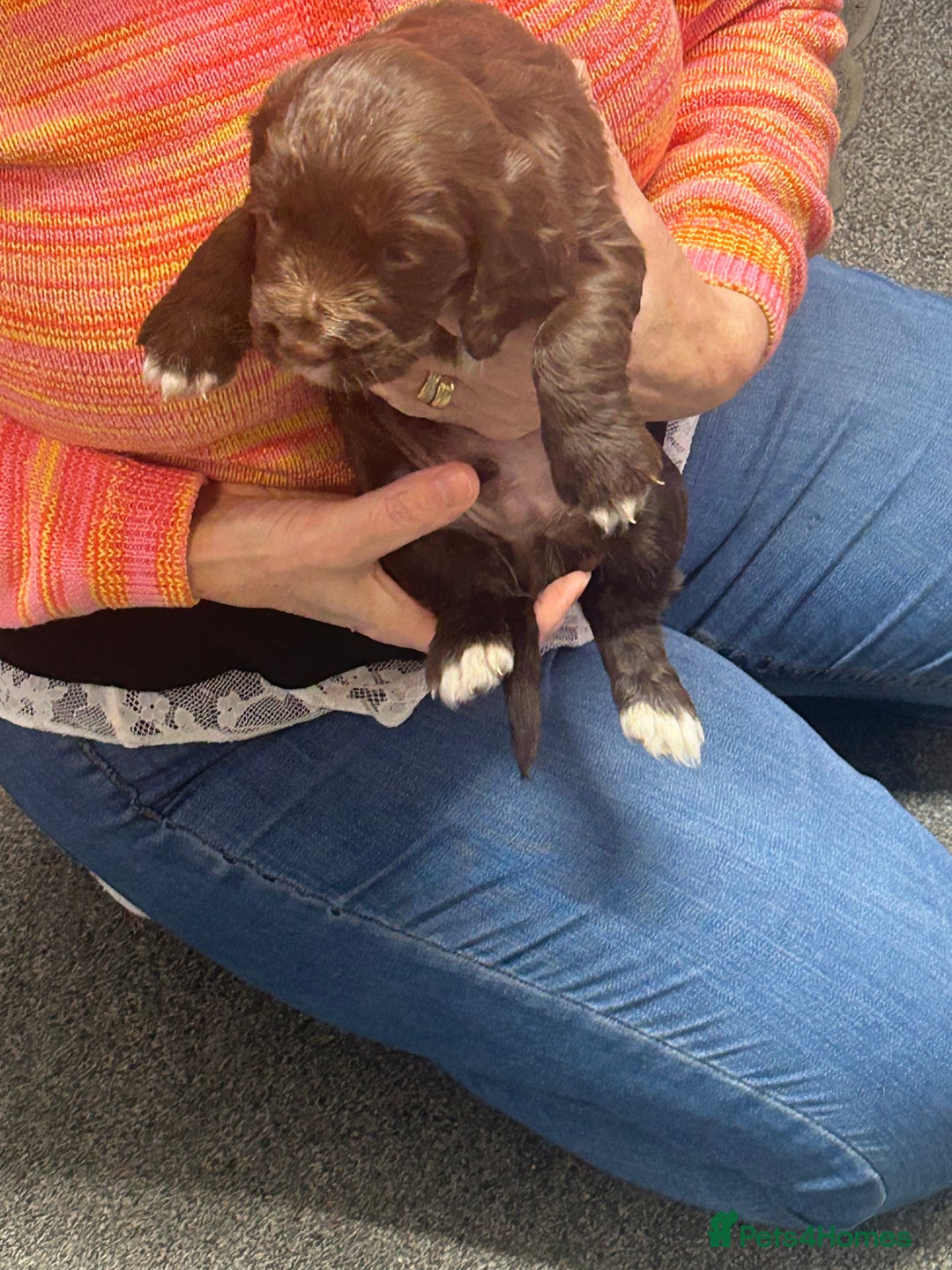 Cocker Spaniel dogs for sale: Working cocker spaniels - Advert 10