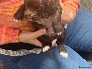 Cocker Spaniel dogs Working cocker spaniels - Advert 12