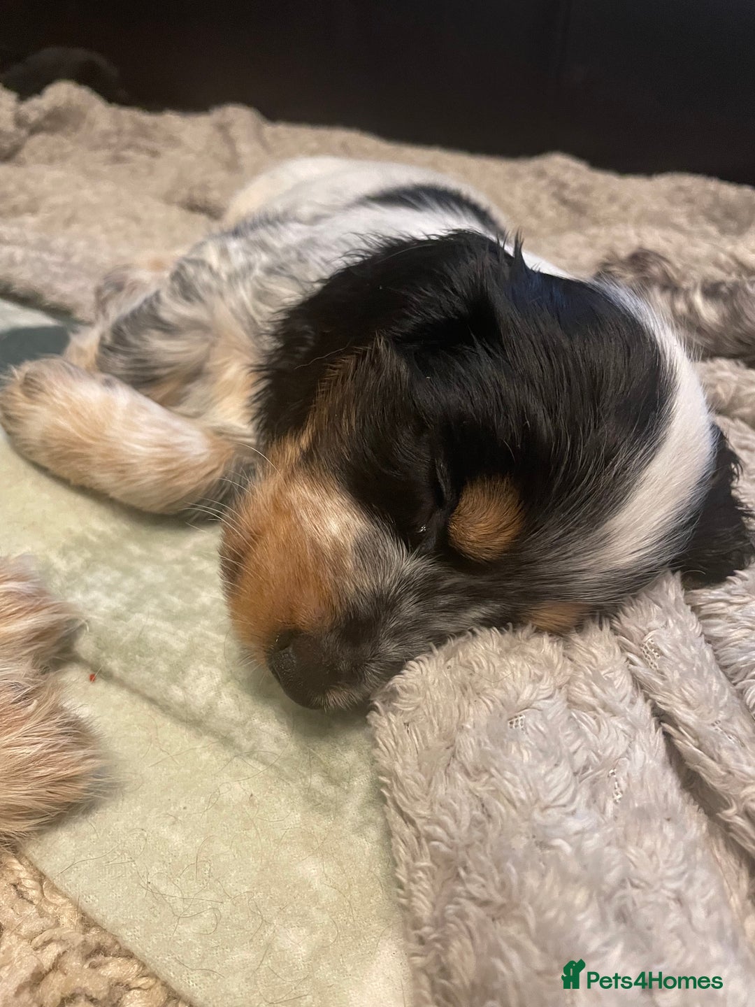 Cocker Spaniel dogs for sale: Cocker spaniel puppies  - Image 5