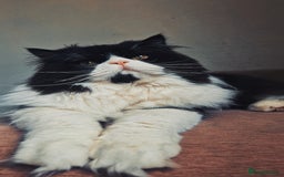 Persian cats for sale: Male persian  - Advert 1