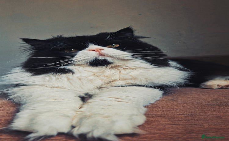 Persian cats Male persian  - Advert 3