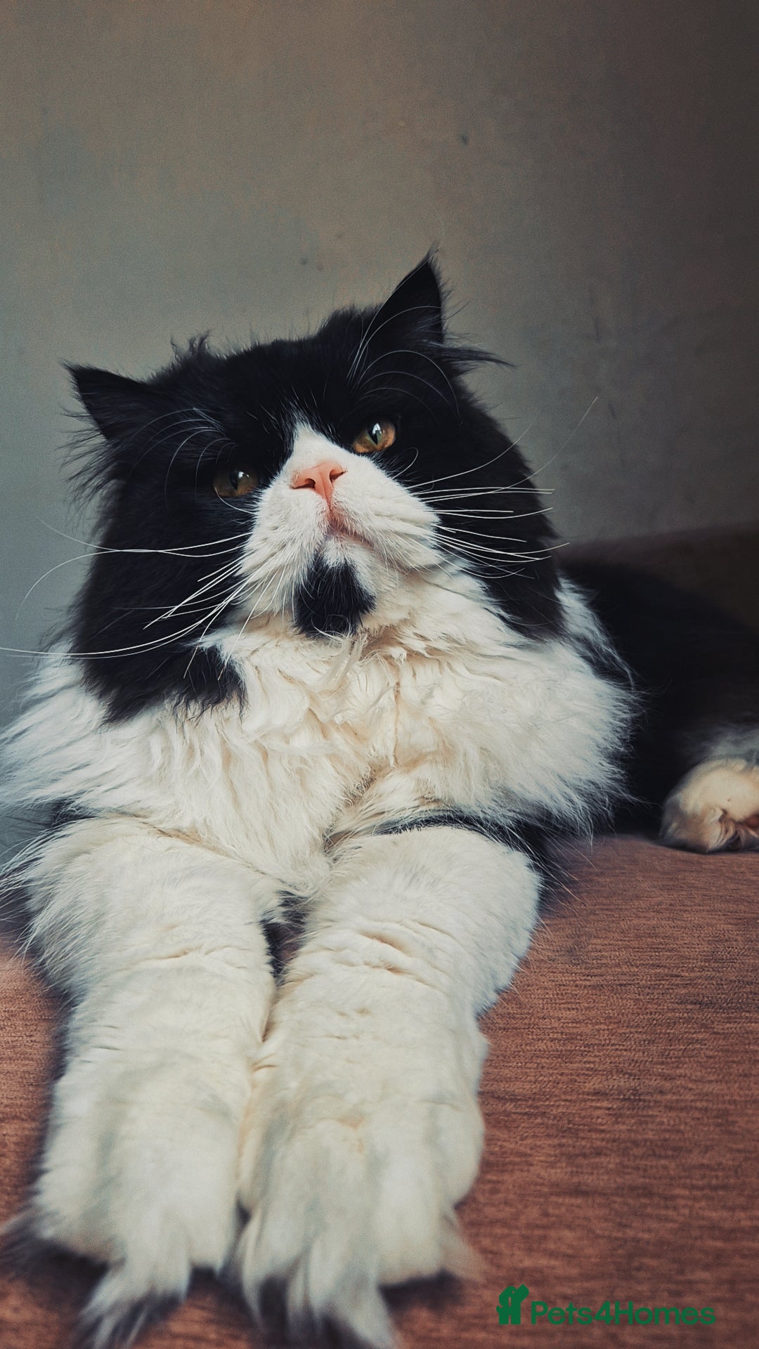 Persian cats for sale: Male persian  - Advert 1