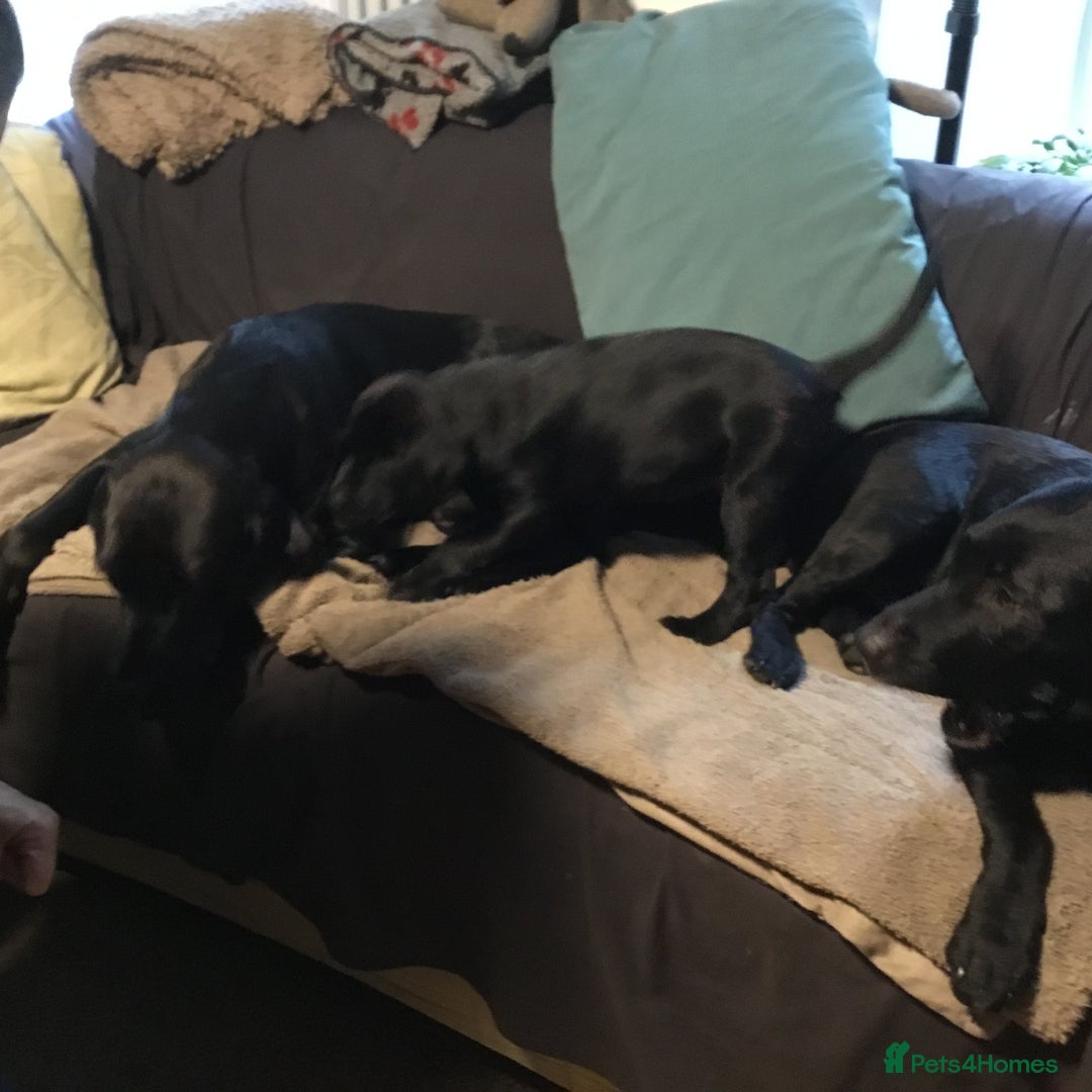 Labrador Retriever dogs for sale: Black working Labradors - 4 boys - Advert 4