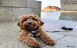 Cockapoo dogs for sale: Bonnie - Image 3