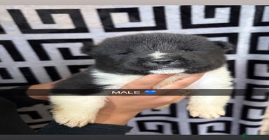 Akita dogs - Advert 4