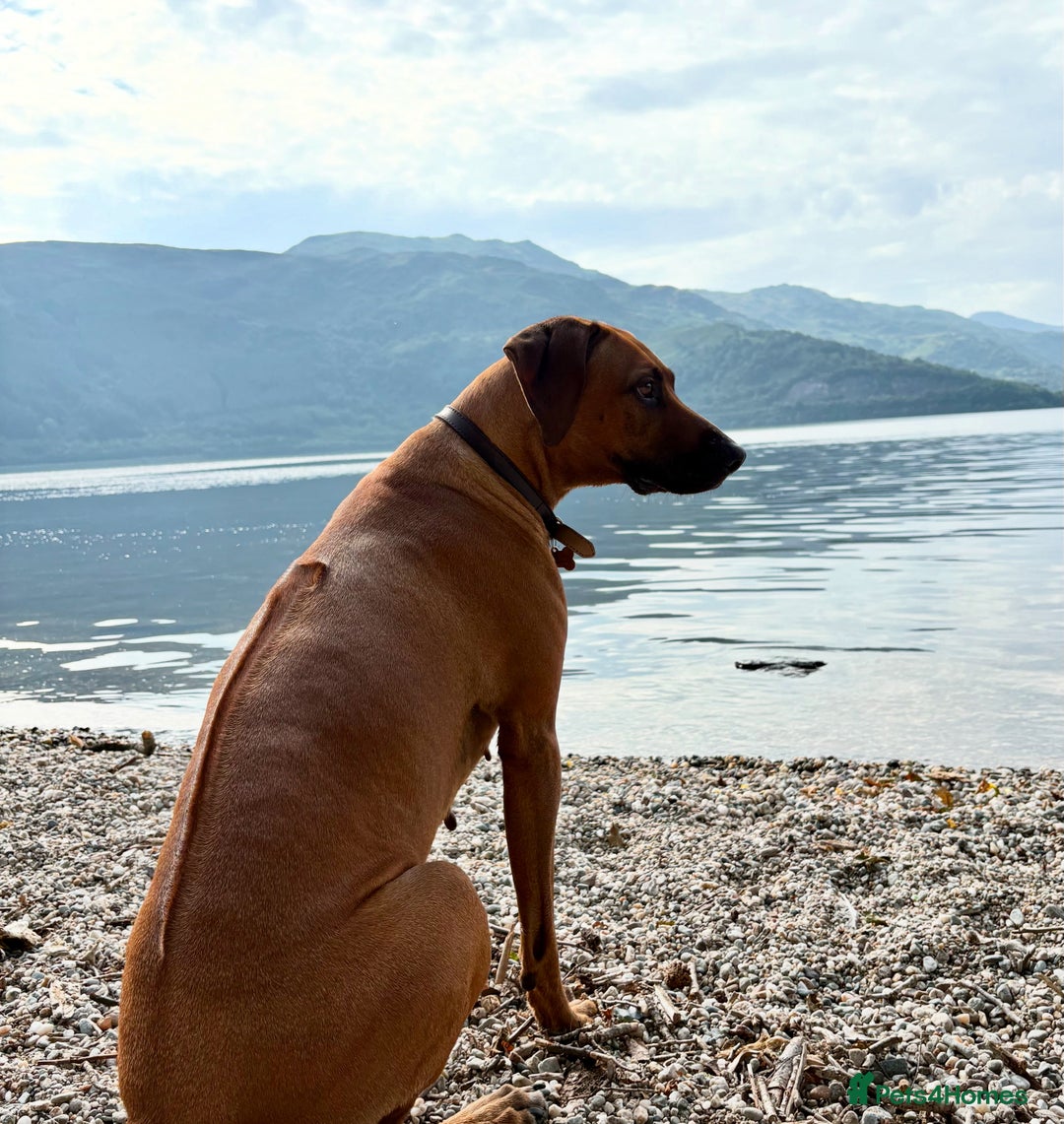 Rhodesian Ridgeback dogs for sale: Outstanding Rhodesian Ridgeback Puppies 🦁 - Image 15