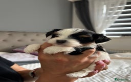 Biewer Terrier dogs for sale: Biewer terrier male puppies for sale - Image 8