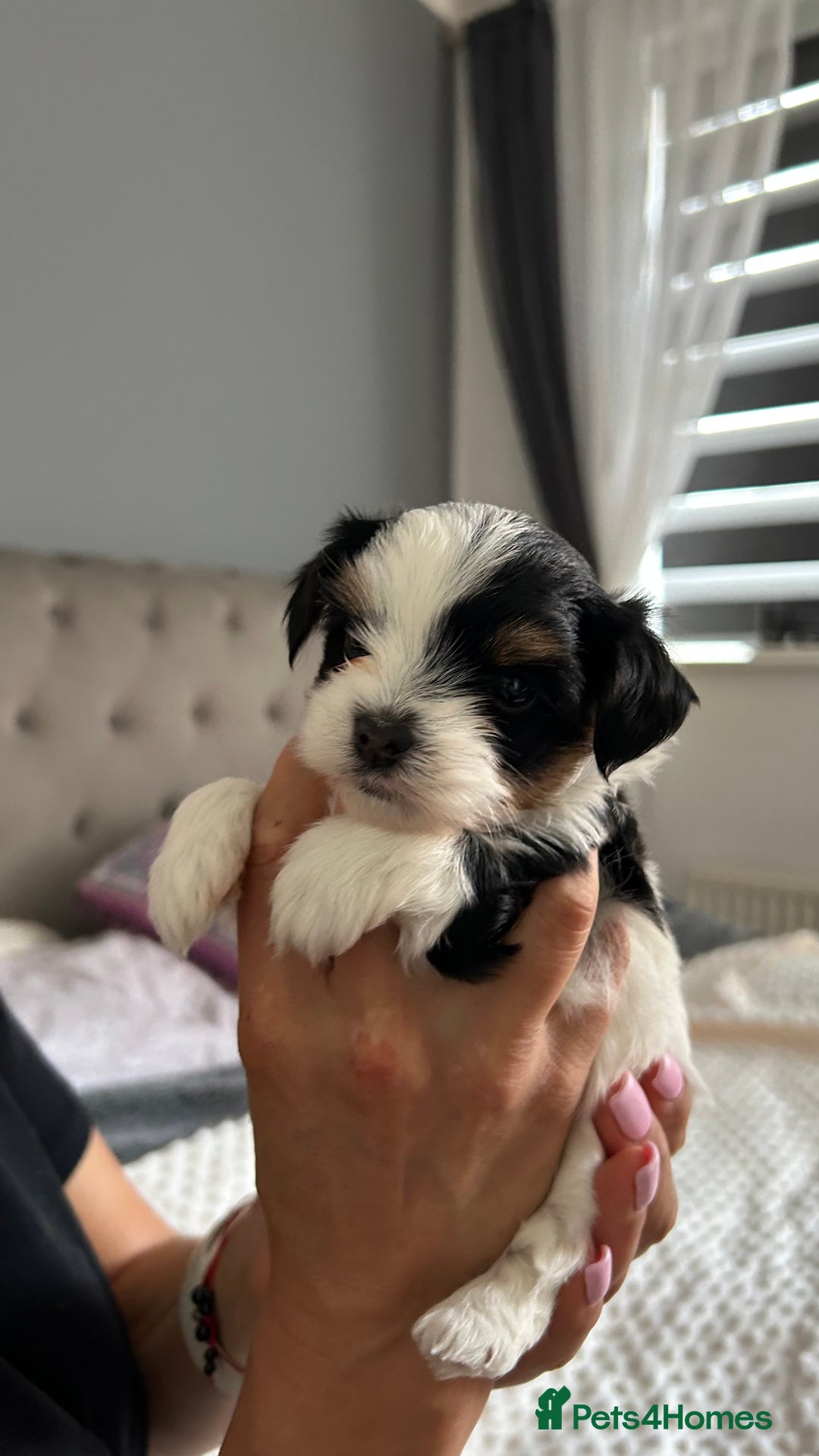 Biewer Terrier dogs for sale: Biewer terrier male puppies for sale - Image 8