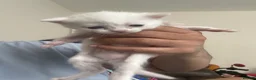 Persian cats for sale: Pure Persian  - Advert 4