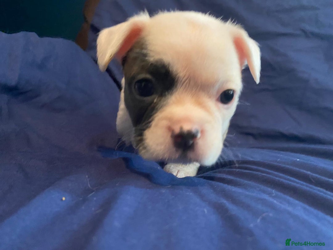 French Bulldog dogs for sale: 7 frenchies £500 to £800 each - Image 13