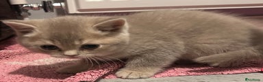 British Shorthair Kitten 2