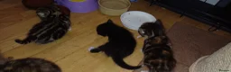 British Longhair cats for sale: Kittens  in Ilkeston - Advert 3
