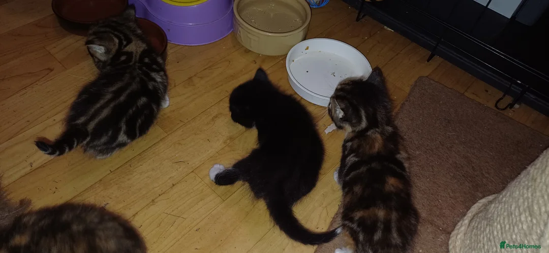 British Longhair cats for sale: Kittens  in Ilkeston - Advert 3