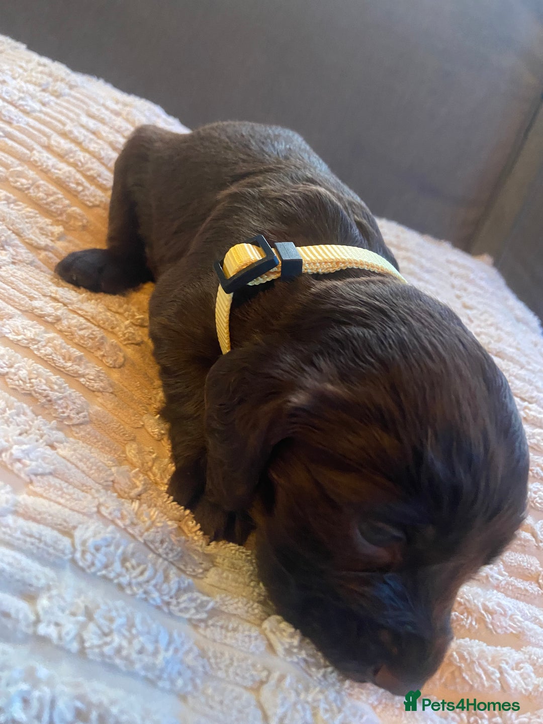 Cocker Spaniel dogs for sale: 10 Gorgeous KC Cocker Spaniel Puppies - Image 30